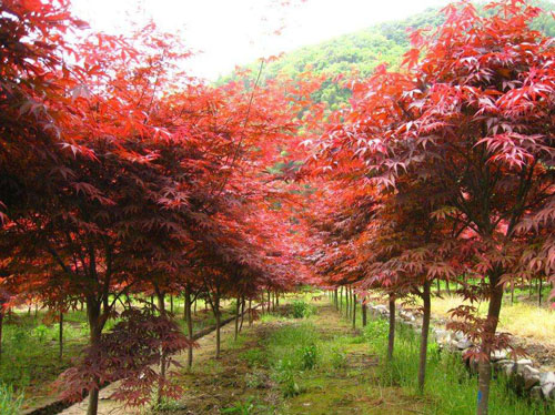美国红枫苗木生长有影响
